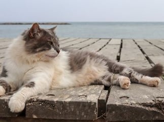Vacances avec son animal de compagnie